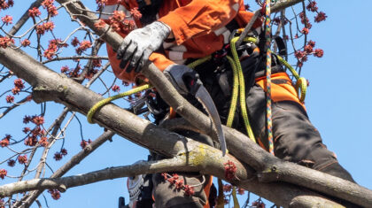 Personne qui fait l'élagage d'un arbre