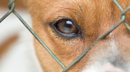 oeil d'un chien