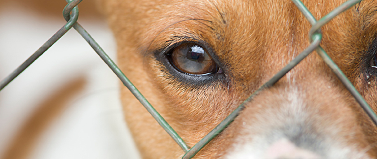 oeil d'un chien