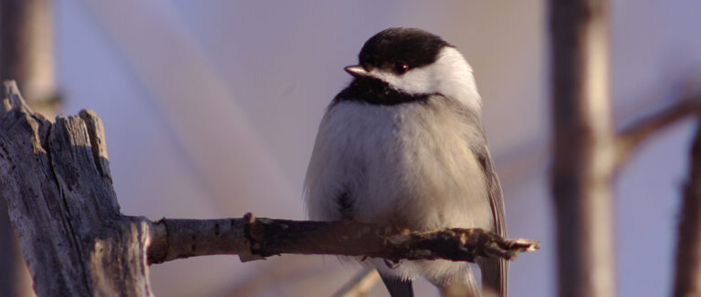 Oiseau sur une branche