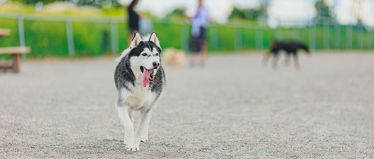 Chien dans un parc à chiens