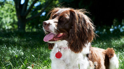 chien à l'extérieur