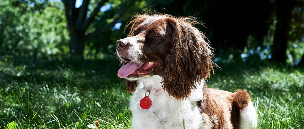 chien à l'extérieur