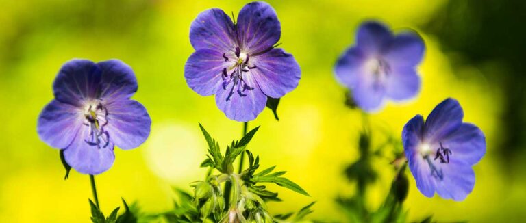 Activité horticole. Initiation au rempotage avec la fleur vedette : la pensée