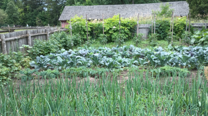 Image d'un grand jardin cultivé.