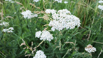 Achillée millefeuille